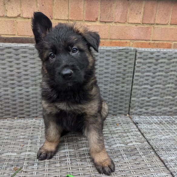 German Shepherd (Alsatian) - Both