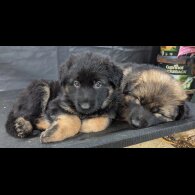 German Shepherd (Alsatian) - Both