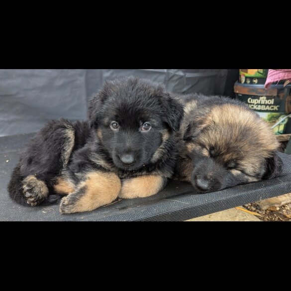 German Shepherd (Alsatian) - Both