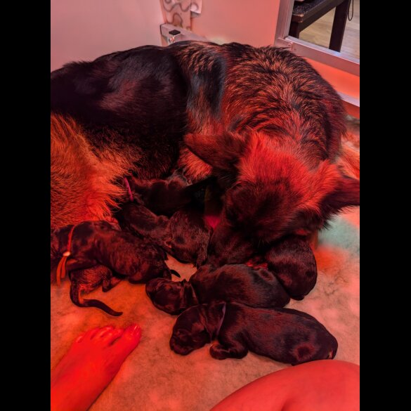 German Shepherd (Alsatian) - Both