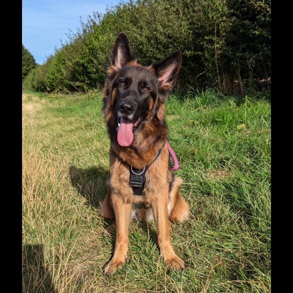 German Shepherd (Alsatian) - Both