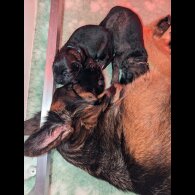 German Shepherd (Alsatian) - Both