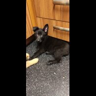 German Shepherd (Alsatian) - Dogs