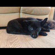 German Shepherd (Alsatian) - Dogs