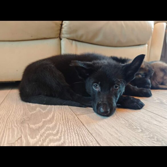 German Shepherd (Alsatian) - Dogs