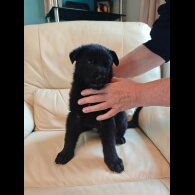 German Shepherd (Alsatian) - Dogs