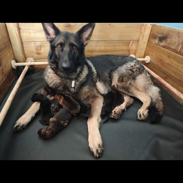 German Shepherd (Alsatian) - Dogs