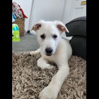 German Shepherd (Alsatian) - Bitches