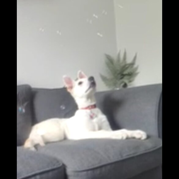 German Shepherd (Alsatian) - Bitches