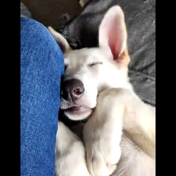 German Shepherd (Alsatian) - Bitches