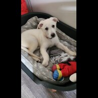 German Shepherd (Alsatian) - Bitches