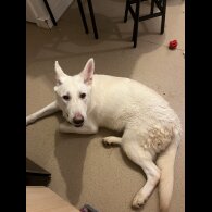 German Shepherd (Alsatian) - Bitches