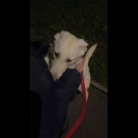German Shepherd (Alsatian) - Bitches