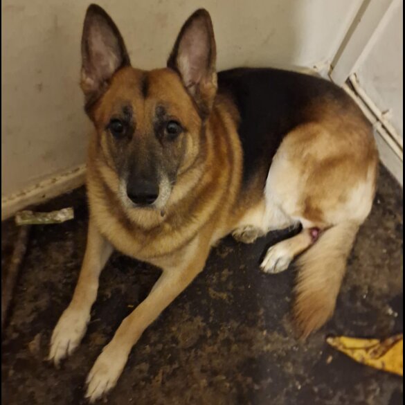 German Shepherd (Alsatian) - Bitches