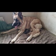 German Shepherd (Alsatian) - Bitches