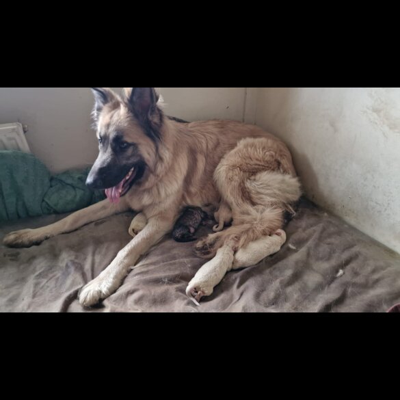 German Shepherd (Alsatian) - Bitches