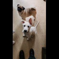 German Shepherd (Alsatian) - Bitches