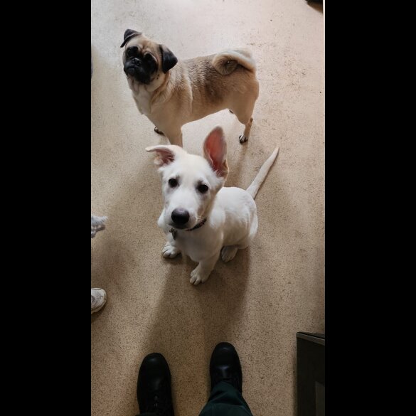 German Shepherd (Alsatian) - Bitches
