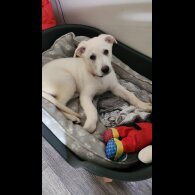 German Shepherd (Alsatian) - Bitches