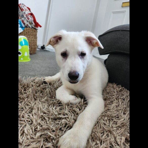 German Shepherd (Alsatian) - Bitches
