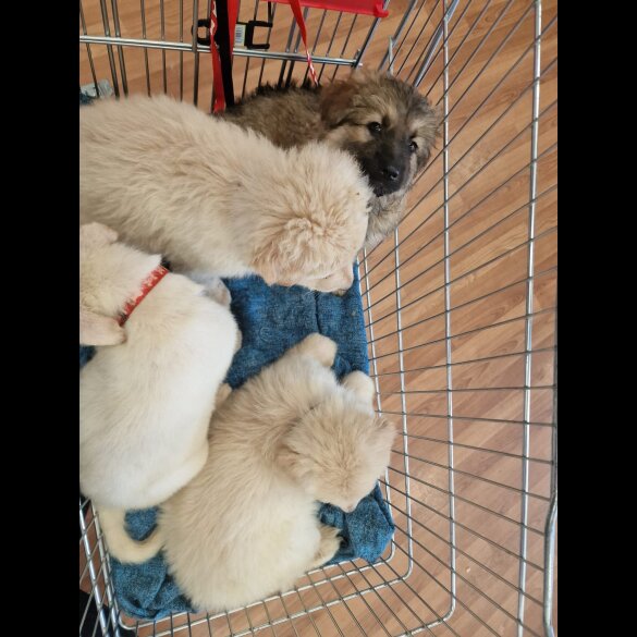 German Shepherd (Alsatian) - Bitches