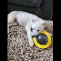 German Shepherd (Alsatian) - Bitches