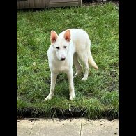German Shepherd (Alsatian) - Bitches