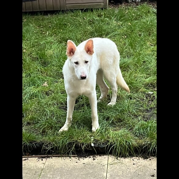 German Shepherd (Alsatian) - Bitches