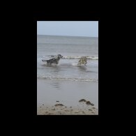German Shepherd (Alsatian) - Both