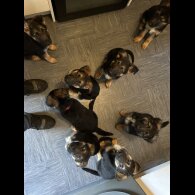 German Shepherd (Alsatian) - Both