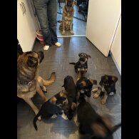 German Shepherd (Alsatian) - Both