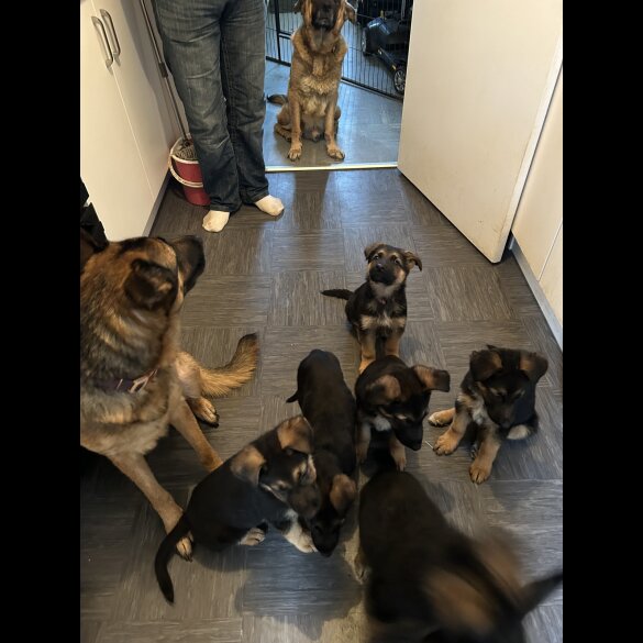 German Shepherd (Alsatian) - Both