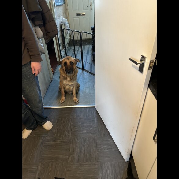 German Shepherd (Alsatian) - Both