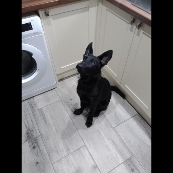 German Shepherd (Alsatian) - Both