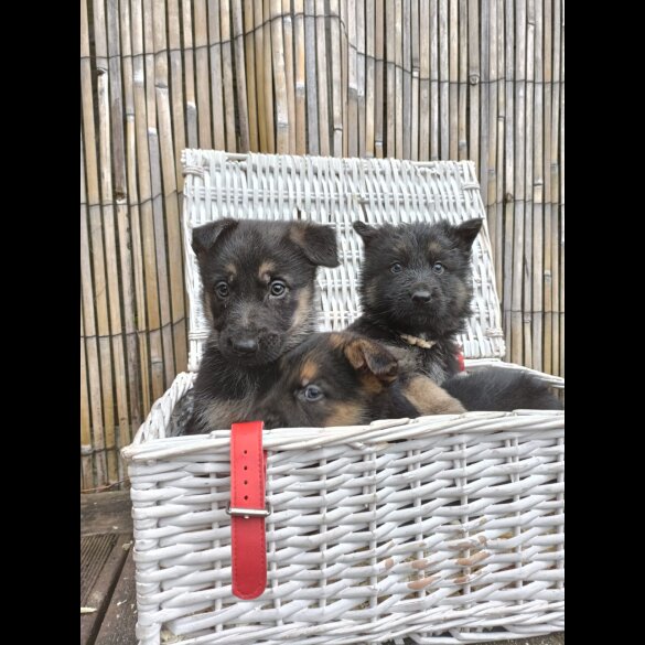 German Shepherd (Alsatian) - Bitches