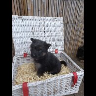 German Shepherd (Alsatian) - Bitches