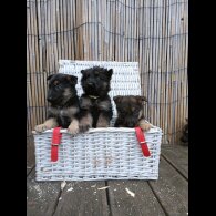 German Shepherd (Alsatian) - Bitches