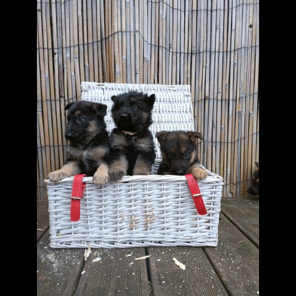 German Shepherd (Alsatian) - Bitches