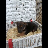 German Shepherd (Alsatian) - Bitches