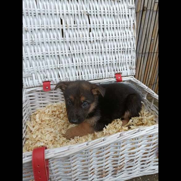 German Shepherd (Alsatian) - Bitches