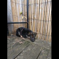 German Shepherd (Alsatian) - Bitches