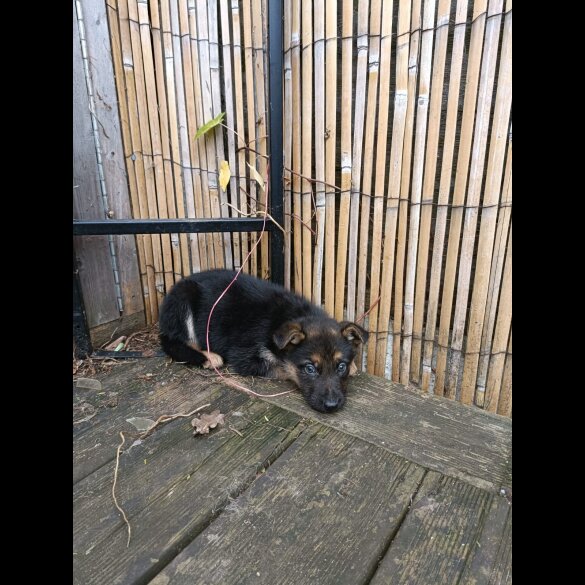 German Shepherd (Alsatian) - Bitches