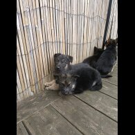 German Shepherd (Alsatian) - Bitches