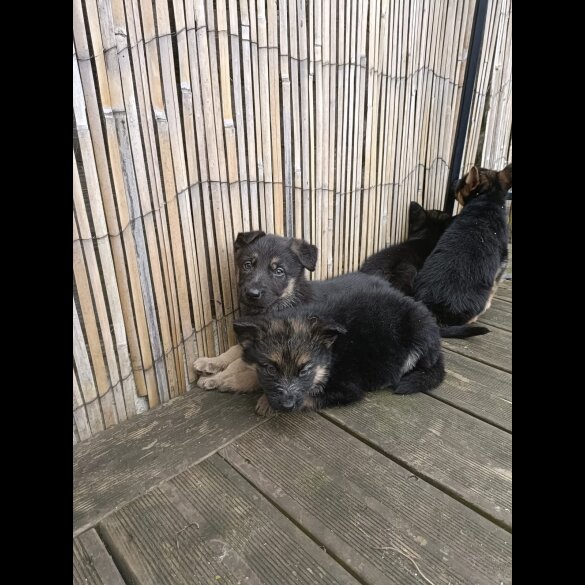 German Shepherd (Alsatian) - Bitches