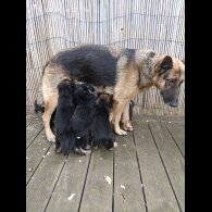 German Shepherd (Alsatian) - Bitches
