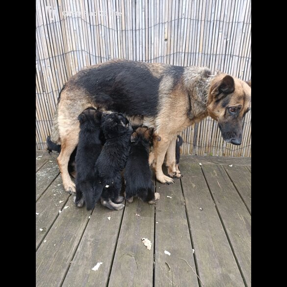 German Shepherd (Alsatian) - Bitches