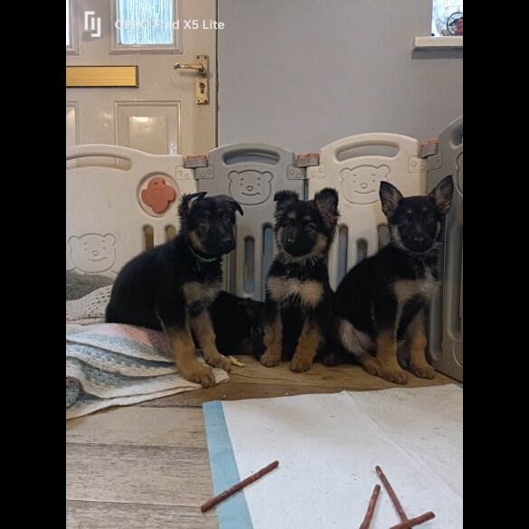 German Shepherd (Alsatian) - Bitches