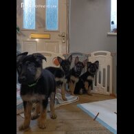 German Shepherd (Alsatian) - Bitches