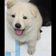 German Shepherd (Alsatian) - Both