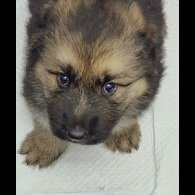 German Shepherd (Alsatian) - Both